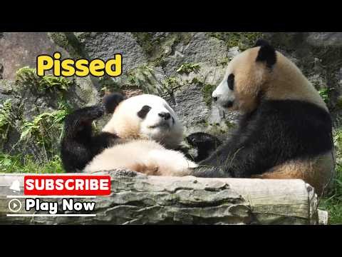The Most Offended Panda Face Imaginable | iPanda