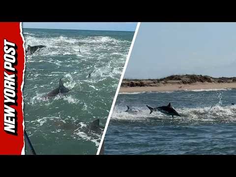 Scary Moment Man Is Surrounded By Sharks In A Feeding Frenzy