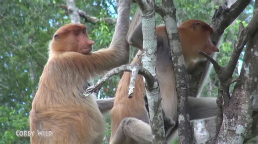 Encountering monkey species caught on camera during field research