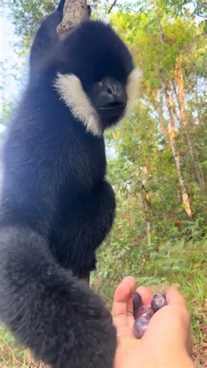 This Gibbon's Hand Interaction Will Melt Your Heart 🐵 #wildlife #wholesome
