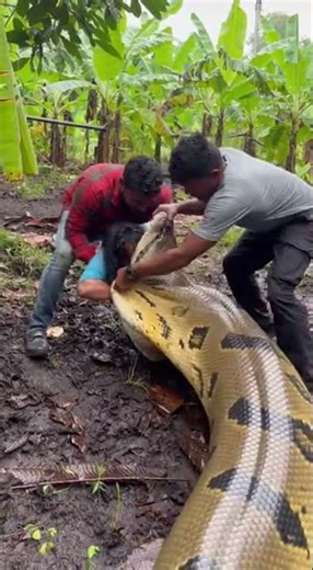 😱 Giant Python Attacks Woman – Shocking Snake Moment! #shorts