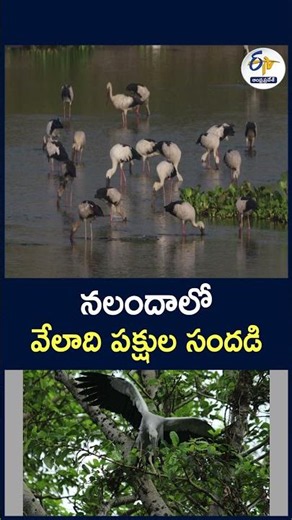 నలందాలో వేలాది పక్షుల సందడి