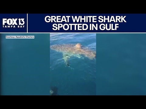Great white shark spotted off Florida coast near charter