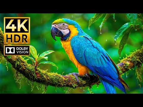 Ultimate Animal Footage in 4K HDR | Dolby Vision 120FPS for OLED & 4K TVs