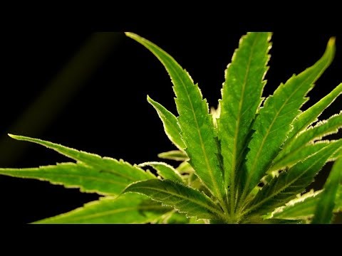 Indiana veterans group pushes to legalize medical marijuana