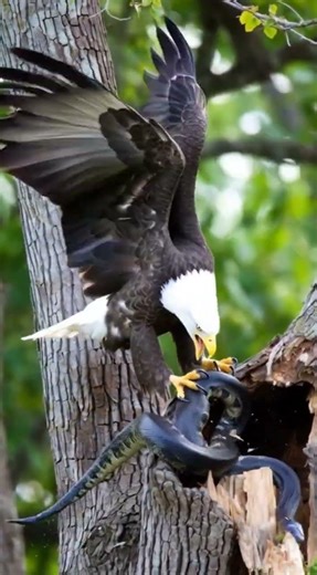 Blade eagle attack python #videos #birds #animallife #wildlife #eagle #eagleattack #amazing #shorts