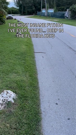 First ever python found on Upper Matecumbe in Islamorada, Florida... INSANE | Youngpageviews