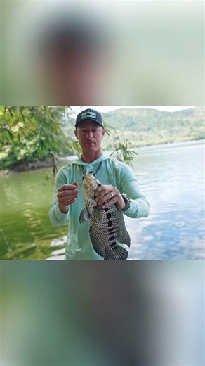 Catching HUGE Jaguar Cichlids In PUERTO RICO!