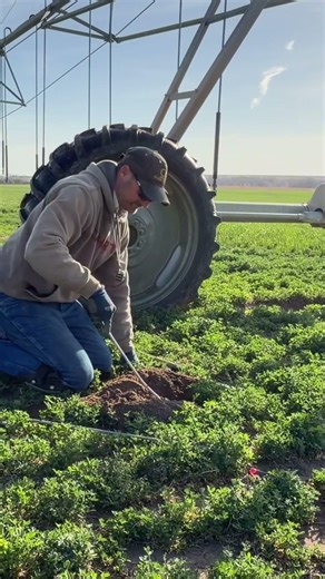 27 Seconds. One Less Gopher. #pestcontrol #trapping #gopher #alfalfa
