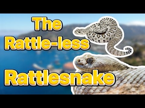 The Santa Catalina Rattlesnake