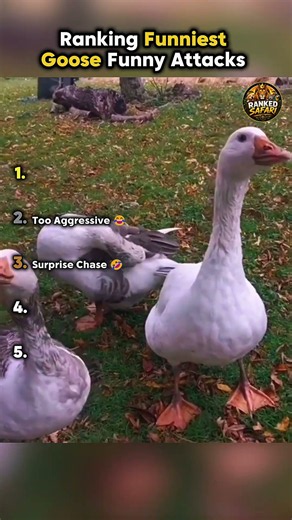 🪿 Ranking Funniest Goose Attacks 😂 || #geese #funnyanimals @RankedSafari