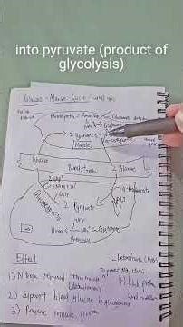 Glucose Alanine cycle and How it works😁