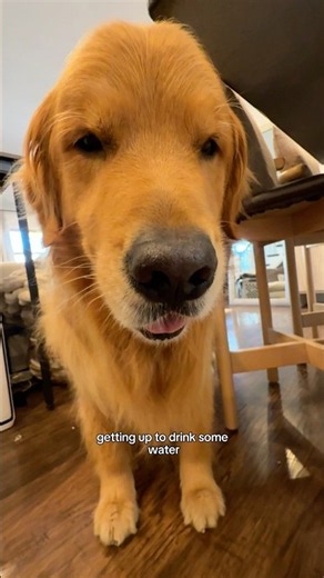 Wally would prefer that cleaning didn’t interrupt his pets…