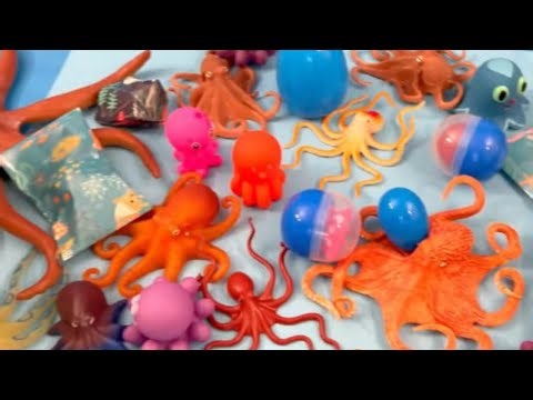 Opening Surprise Eggs with Sea Animals! Octopus, Penguin, Hammerhead Shark & More for Kids