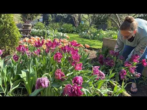 Setting up a Bouquet Bar, Creating a Compote Flower Arrangement, Harvesting Tulips for the Stand