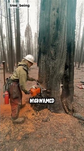 The Most Dangerous Job after a Forest Fire!