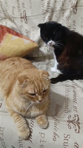 Humor 🤣 kitties 😺😺 #kitties #funnycats