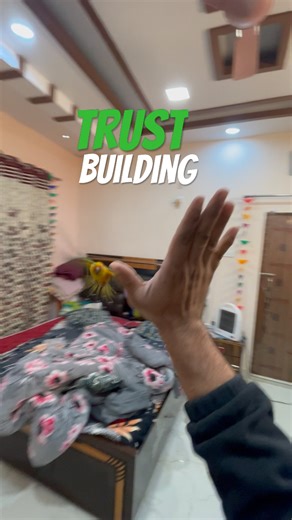 Boomerang 😍 #petvlog #birds #parrot #animalvlog