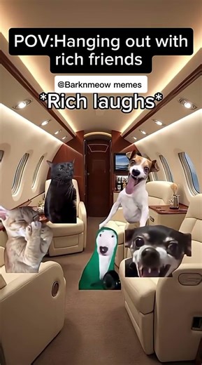 CAT MEMES POV: Hanging out with rich friends #catmemes #relatable #relationship