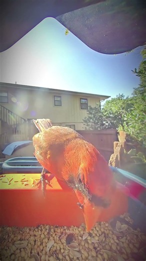Northern Cardinal Showing Off His Mohawk at the Feeder! ☀️ 🐦