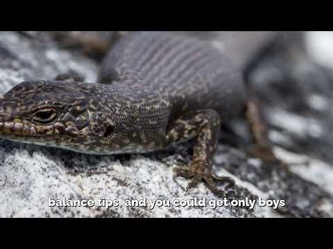 Boy or Girl? This Lizard Can Pick—By Tanning! | sex determination