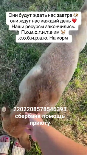 просим помощи #помощьхвостикам #помощьбездомным #хвостики #котик #помощь_животным #брошенныекоты