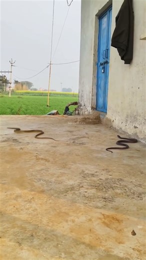 Oriental Rat Snake in the Wild #naturelovers #snake #animals #snakevideo #wildlifeentertainment