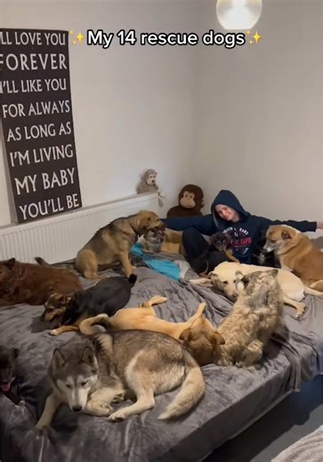 Remembering Dogs & Overcoming Sadness