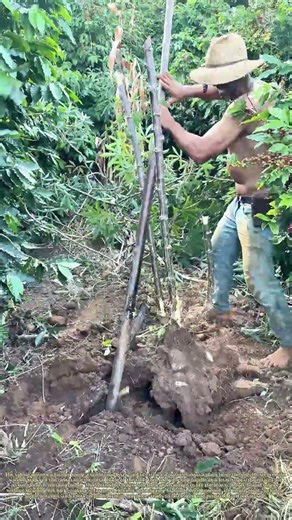 Pulling Cassava: How Farmers Harvest Large Roots With a Simple Tool