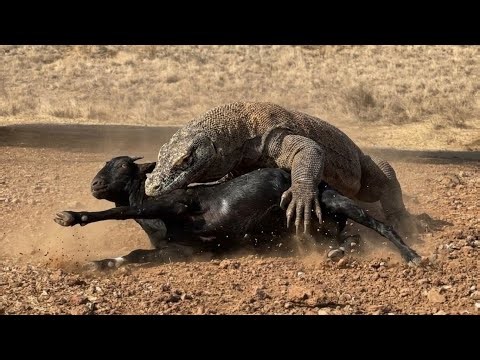 Wow😲Viral Moment😱Disguise Strategy and Stealth Attack‼️#viralvideo #komodo #indonesia