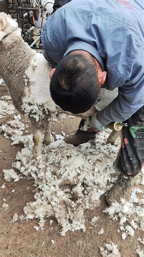 Shear sheep standing up #sinleshearing #shearing #sheepshearing #sheepfarmer #shearingmachine | Sinle Shearingtools