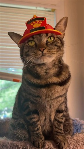 Fire fighter bimbus to the rescue!!!! #3dprinting #bimbusprintables #cat #elegoo @elegoo