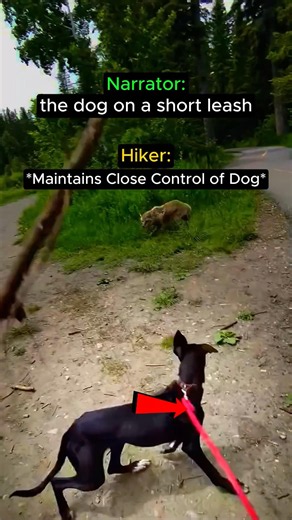 How to Handle a Coyote Encounter