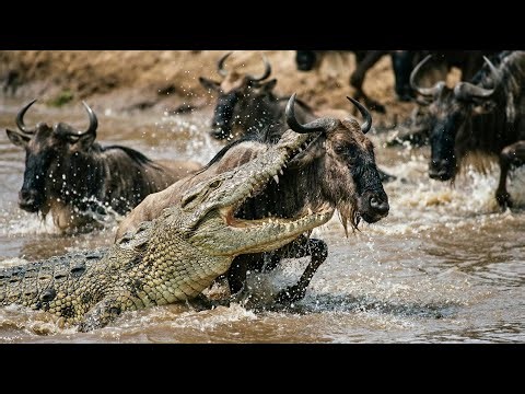 Nile Crocodile Attacks Wildebeest: Brutal Hunt Caught on Camera