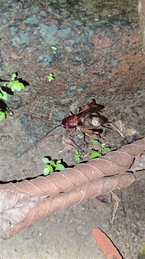🦗🌙 Natural Cricket Sounds | Peaceful Night in Nature 🌿✨
