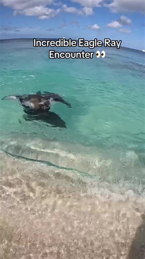 Incredible eagle ray encounter: what to expect up close