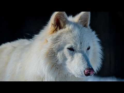 What Is the Dire Wolf?