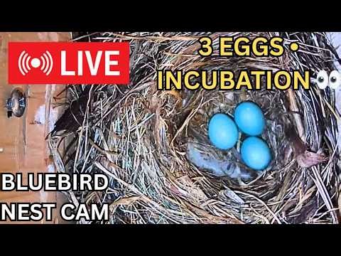 🔴 LIVE Bluebird Nest Cam | 3 Eggs | Clutch # 2 🐦 🥚