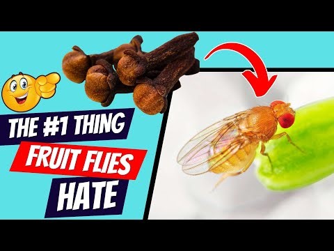 5 Easy Tricks to Get Rid of Fruit Flies At Home (Super Effective Methods)