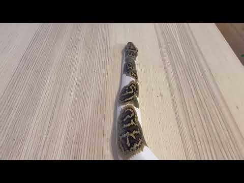 Pied Burmese Python