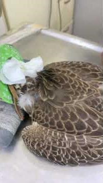 Precision, patience, and respect — this is the art of falcon care.