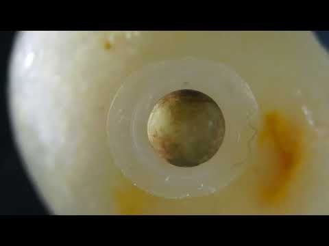 First-Ever Look At Rare Mazama Newt Eggs