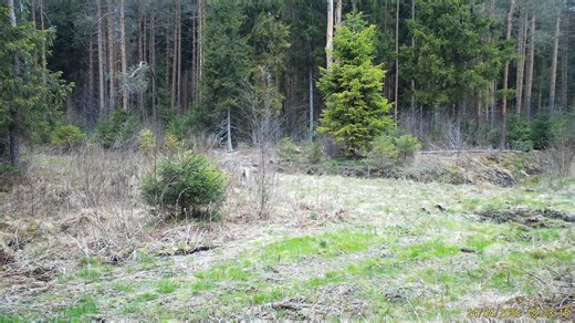 📖 Research: “Does public information about wolf (Canis lupus) movements decrease wolf attacks on hunting dogs (C. familiaris)?” 🐺🐕 A Finnish study examined whether making GPS-based wolf location data publicly available during hunting season can reduce wolf attacks on hunting dogs. Between 2010–2017, wolves killed an average of 38 dogs per year, and 91% of attacks targeted hunting dogs during the hunting season. To help reduce risk, authorities provided access to the last GPS positions of coll