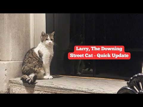 Larry, The Downing Street Cat - Polling Day - Quick Update