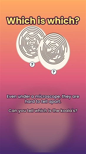 Koala fingerprints are almost impossible to tell apart from ours! 🐨