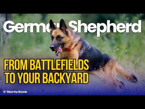 How the German Shepherd Became America's Most Trusted Dog