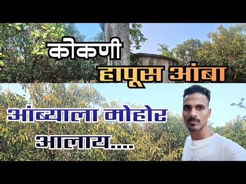 कोकणी हापूस आंब्याला मोहोर आलाय | Kokan Alphonso Mangoes | #kokan #alphonsomango ‪@ManishVlogsKokani‬