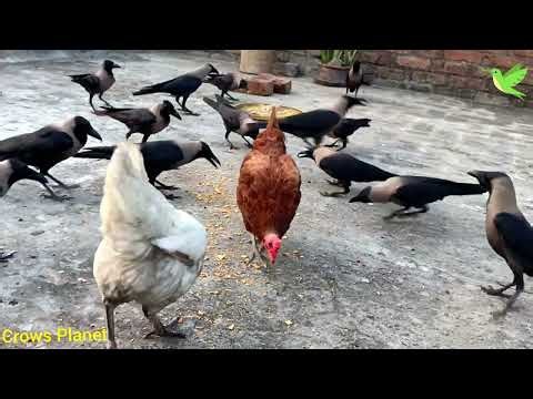 Feeding 100 Crows on my Roof Top | Crows Planet