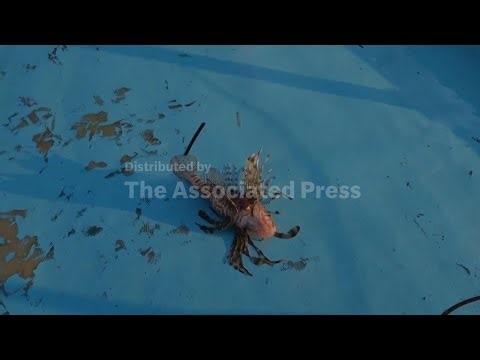 Cypriot fishermen battle invasive lionfish — by turning them into tavern delicacy; AP explains