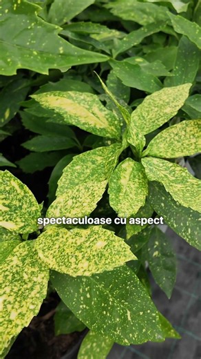 Planta care ține o viață întreagă! 🌿 Încearcă Aucuba Japonica! ✨